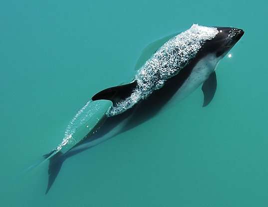 Picture of a peale's dolphin (Lagenorhynchus australis)