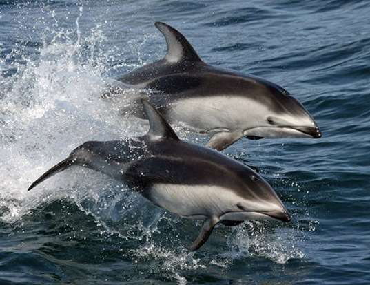 Picture of a pacific white-sided dolphin (Lagenorhynchus obliquidens)