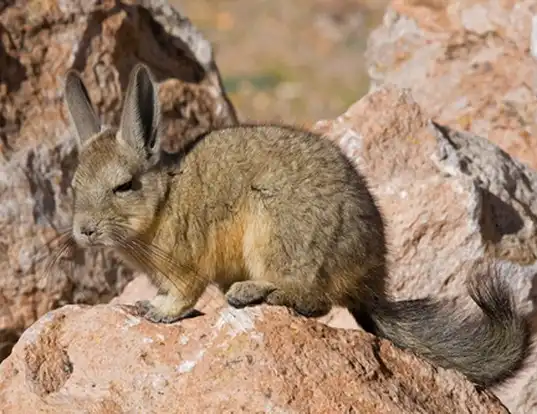 Picture of a northern mountain viscacha (Lagidium peruanum)