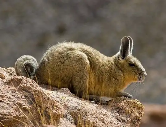 Picture of a southern mountain viscacha (Lagidium viscacia)