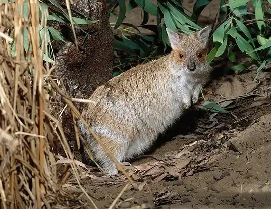 Picture of a spectacled hare-wallaby (Lagorchestes conspicillatus)