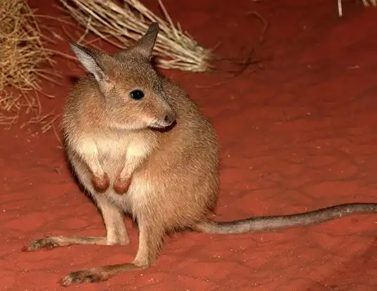 Picture of a rufous hare-wallaby (Lagorchestes hirsutus)