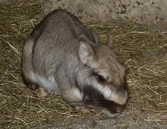 Picture of a plains viscacha (Lagostomus maximus)