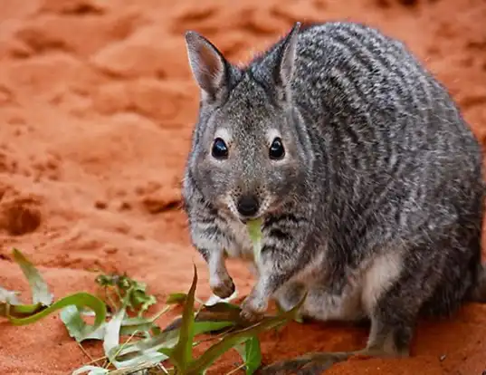 Picture of a banded hare wallaby (Lagostrophus fasciatus)