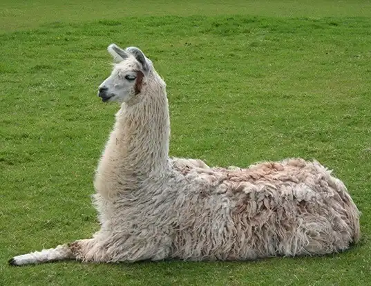 Picture of a llama (Lama glama)