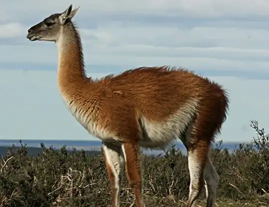 Picture of a guanaco (Lama guanicoe)