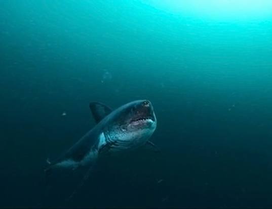 Picture of a salmon shark (Lamna ditropis)