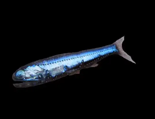Picture of a hector's lanternfish (Lampanyctodes hectoris)