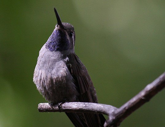 Picture of a blue-throated hummingbird (Lampornis clemenciae)