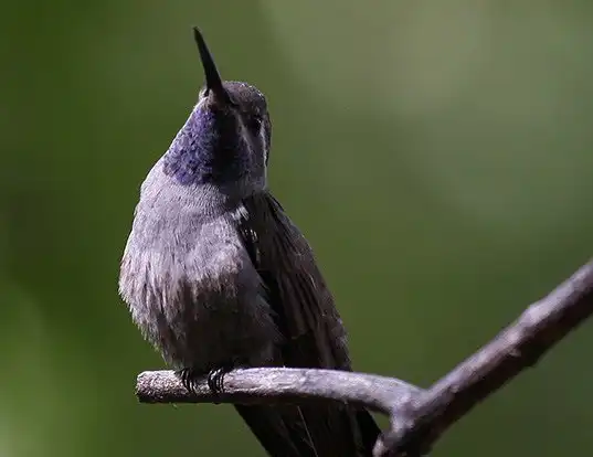 Picture of a blue-throated hummingbird (Lampornis clemenciae)