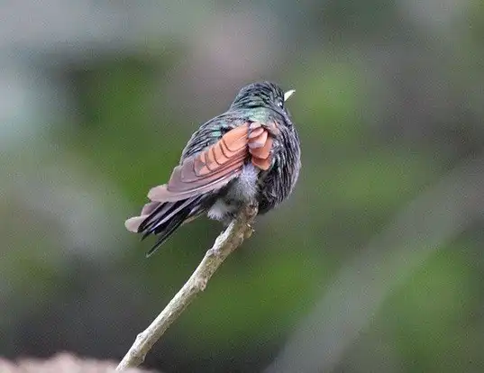 Picture of a garnet-throated hummingbird (Lamprolaima rhami)