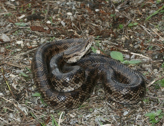 Picture of a prairie kingsnake (Lampropeltis calligaster)