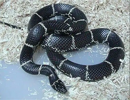 Picture of a kingsnake (Lampropeltis getula)