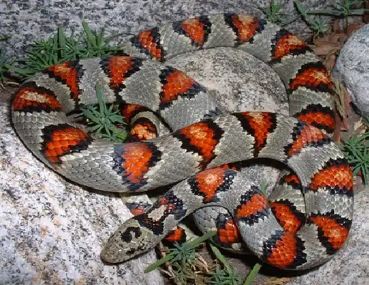 Picture of a mexican kingsnake (Lampropeltis mexicana)