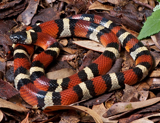 Picture of a louisiana milk snake (Lampropeltis triangulum amaura)
