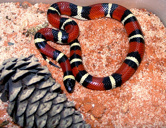 Picture of a mexican milk snake (Lampropeltis triangulum annulata)