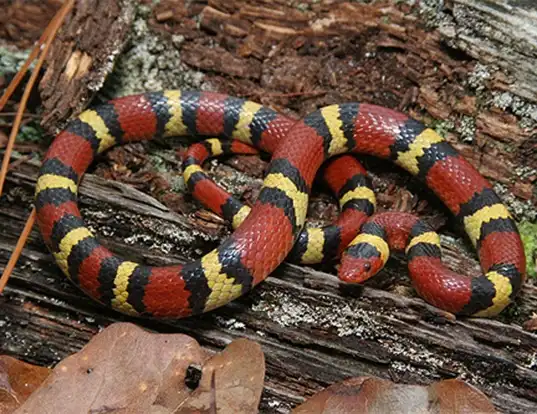 Picture of a scarlet kingsnake (Lampropeltis triangulum elapsoides)