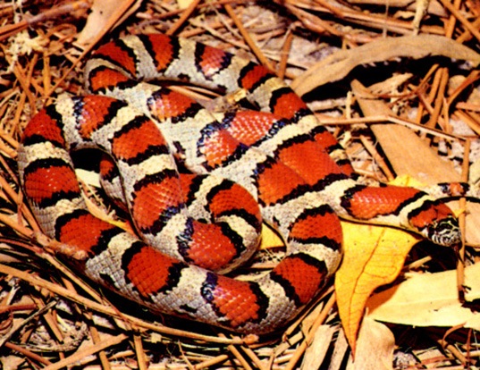Picture of a red milk snake (Lampropeltis triangulum syspila)