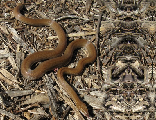 Picture of a african house snake (Lamprophis fuliginosus)