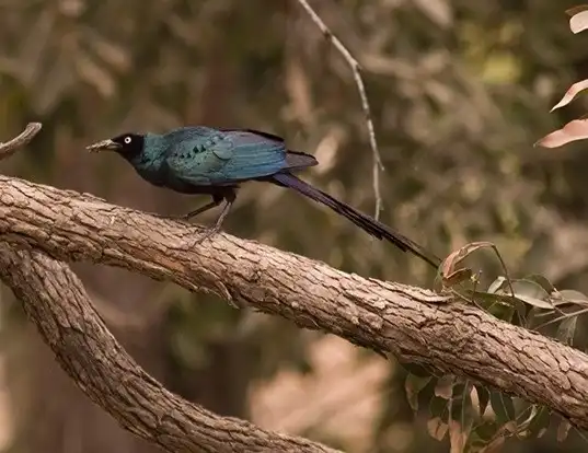Picture of a long-tailed glossy starling (Lamprotornis caudatus)