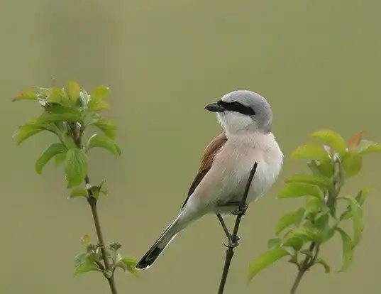 Picture of a red-backed shrike (Lanius collurio)