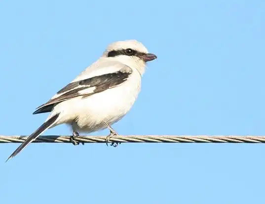 Picture of a northern shrike (Lanius excubitor)