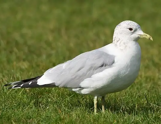 Picture of a mew gull (Larus canus)