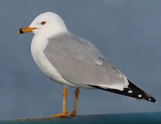 Picture of a ring-billed gull (Larus delawarensis)