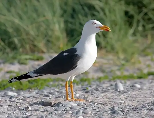 Picture of a lesser black-backed gull (Larus fuscus)
