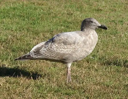 Picture of a glaucous-winged gull (Larus glaucescens)