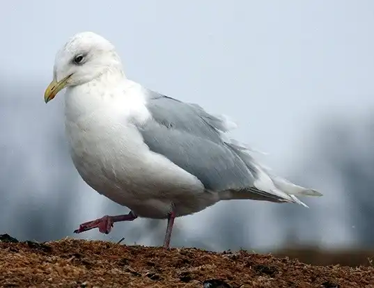 Picture of a iceland gull (Larus glaucoides)