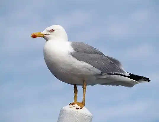 Picture of a yellow-legged gull (Larus michahellis)