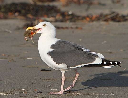 Picture of a western gull (Larus occidentalis)