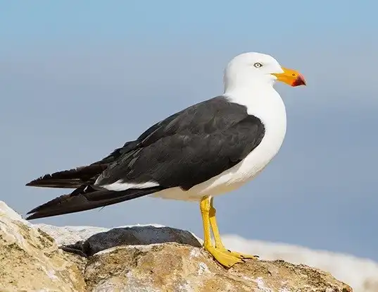 Picture of a pacific gull (Larus pacificus)
