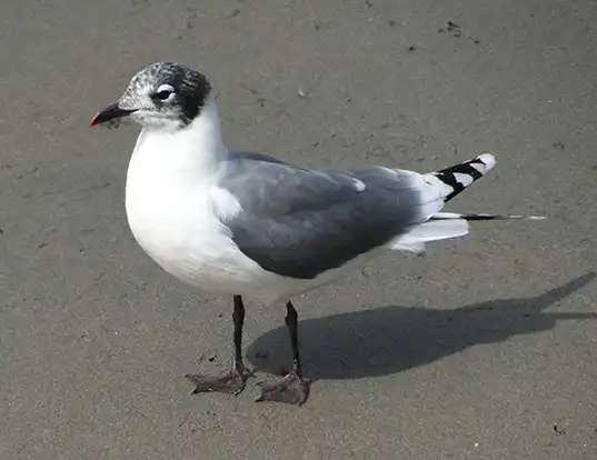Picture of a franklin's gull (Larus pipixcan)