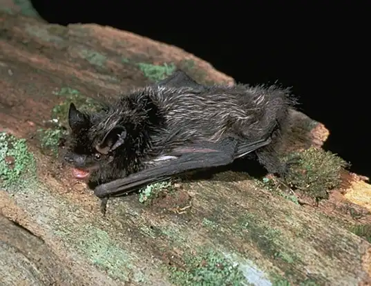 Picture of a silver-haired bat (Lasionycteris noctivagans)