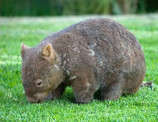 Picture of a northern hairy-nosed wombat (Lasiorhinus krefftii)