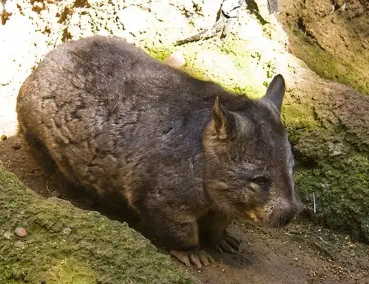 Picture of a southern hairy-nosed wombat (Lasiorhinus latifrons)