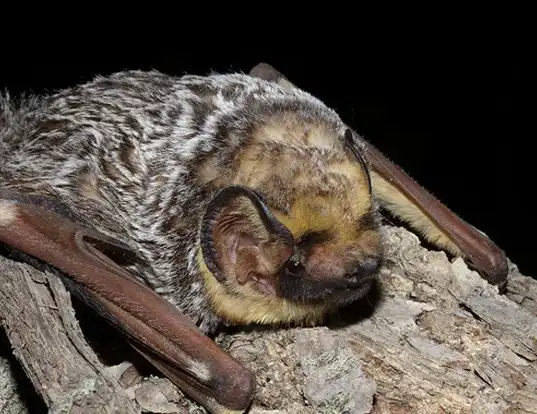 Picture of a hawaiian hoary bat (Lasiurus cinereus)
