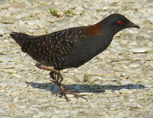Picture of a black rail (Laterallus jamaicensis)