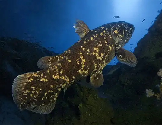 Picture of a coelacanth (Latimeria chalumnae)