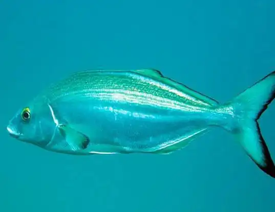 Picture of a blue moki (Latridopsis ciliaris)