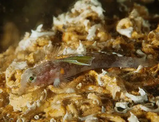 Picture of a diminutive goby (Lebetus scorpioides)