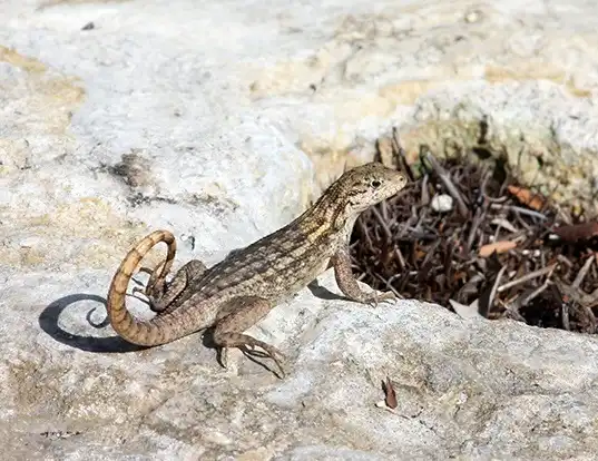 Picture of a northern curlytail lizard (Leiocephalus carinatus)