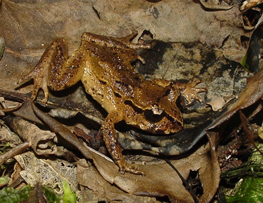 Picture of a hamilton's frog (Leiopelma hamiltoni)