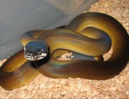 Picture of a d'albert's python (Leiopython albertisii)