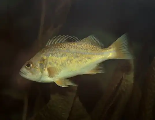 Picture of a spot croaker (Leiostomus xanthurus)