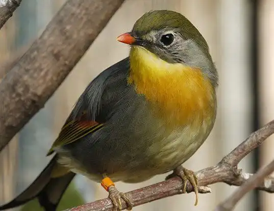 Picture of a red-billed leothrix (Leiothrix lutea)