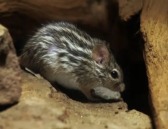 Picture of a barbary striped grass mouse (Lemniscomys barbarus)