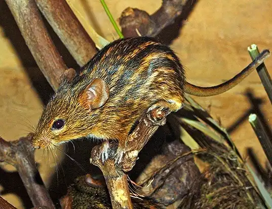 Picture of a typical striped grass mouse (Lemniscomys striatus)
